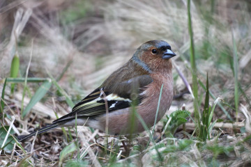 Finch in the grass