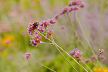 Flores y insectos