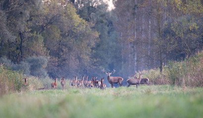 Red deer with hinds roaring in forest