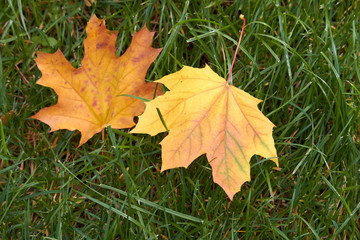 Close-up of yellow maple leaves on the green grass of the lawn, selective focus