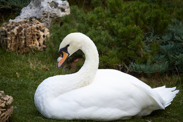 Close-up of a white swan on green grass, selective focus