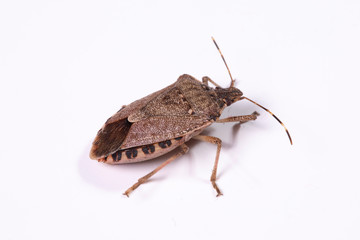 Macro of Halyomorpha halys, the marmorata bedbug, known as the Asian bedbug. A highly infesting species
