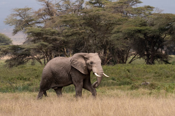 Fototapeta premium Elephants Kenya