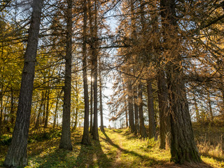 picture with tree silhouettes in sunlight