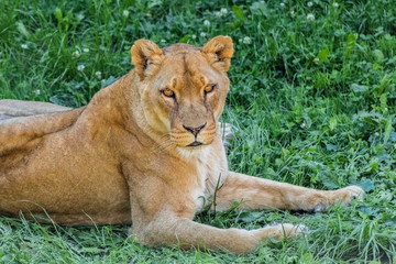Fototapeta na wymiar a lioness resting in a green meadow