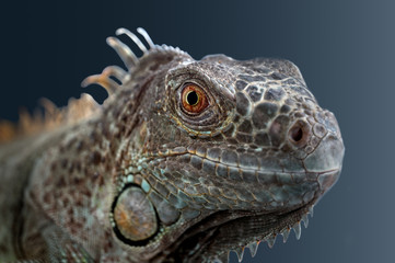 Agama lizard. Macro shot. Large eye of a female animal.