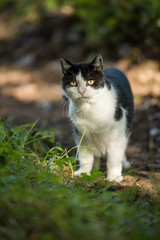 Naklejka na ściany i meble Black and white domestic cat in a meadow