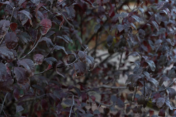 wild nature