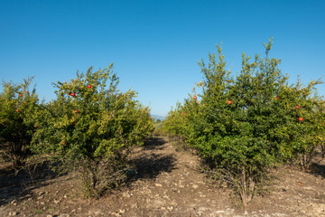 Fototapeta na wymiar in a large pomegranate plantation red pomegranates thrive on the trees