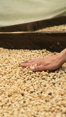 Colombian coffee beans being prepared