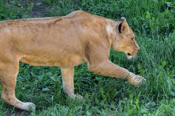 Obraz premium a lioness resting in a green meadow