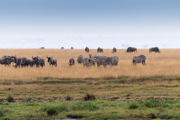 Fototapeta premium Zebra africa