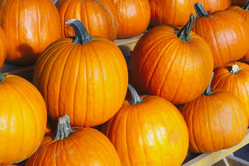 many pumpkins orange squash organic farmer's market autumn