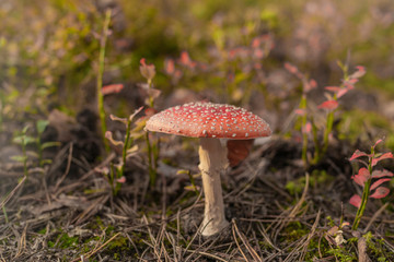 Trujący leśny grzyb - Muchomor 