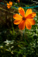 陽光浴びるキバナコスモスDSC9989