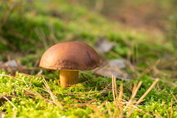 Edible forest mushrooms in natural conditions