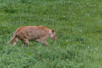a lioness resting in a green meadow