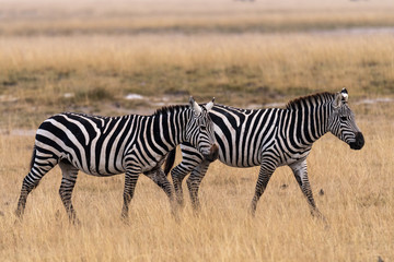 Fototapeta na wymiar Zebra walking