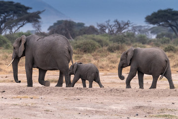 Fototapeta na wymiar Elephant Kenya