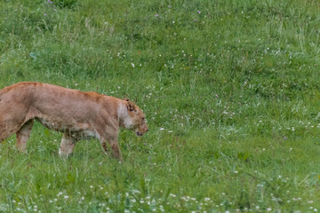 a lioness resting in a green meadow