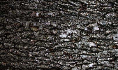 Texture of the bark of an old tree.