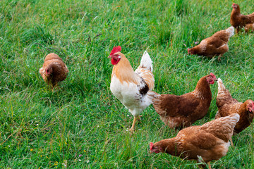 Cock between many chickens on a green meadow, close up view