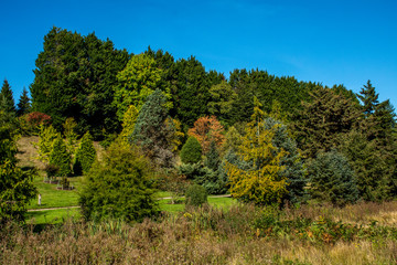 landscape with trees and blue sky