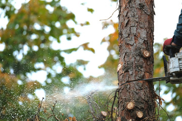 Hands hold chainsaw and cutting down a dead tree which damaged from bark beetles activities. 