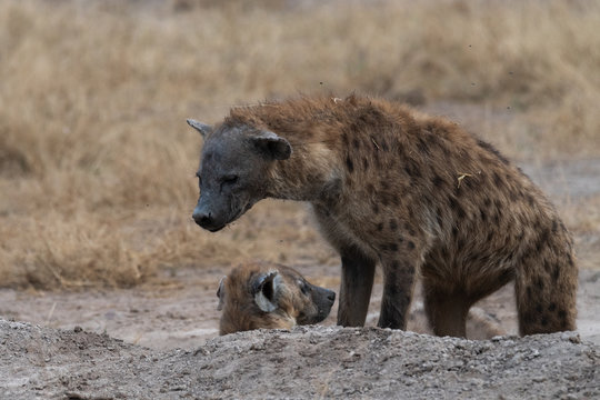 Hyena Africa