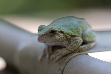 frog on leaf