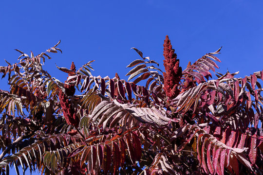 Bright inflorescence Sumakh (lat.Rhus) on a sunny autumn day against a blue sky