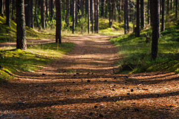 A dirt road goes into a pine forest. Cones and old pine needles are visible on the road. There are shadows from the trees. Summer season. Background. Nature.