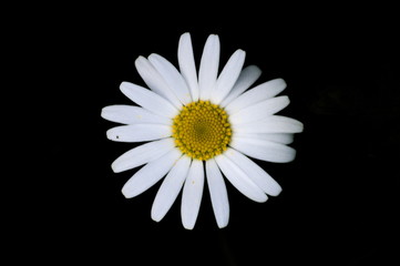 Obraz premium Close-up of a daisy on a black background