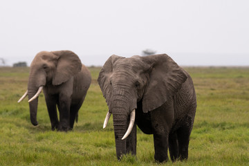 Naklejka na ściany i meble Elephants Kenya