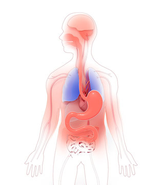 recommend clip art: Mixed media, 3D and line illustration of the human anatomy. Showing the internal organs.