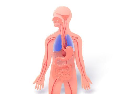 Flat 3d illustration of human anatomy with internal organs highlighted with shadow and vivid colors. Featured lungs and stomach.