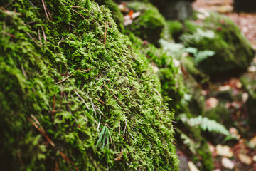Macro photography of green moss on stones in a northern forest. Nature background.