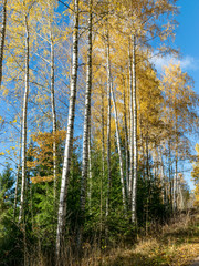 picture with beautiful colorful trees against the blue sky, autumn