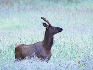 early morning shot of an alert male elk at yellowstone