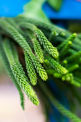 Young twigs of thuja closeup; young twigs of evergreen; beautiful green screensaver on your desktop
