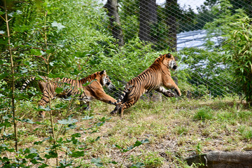 Fototapeta na wymiar Tigers provoking each other
