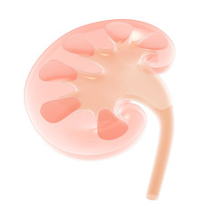 Semi-transparent 3D illustration of the medical anatomy of the cut kidney. Indoor view.