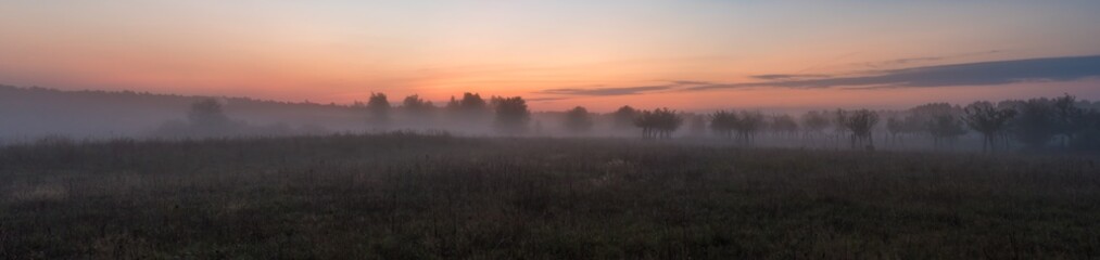 Fototapeta na wymiar Trees in the fog in the early morning