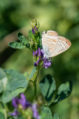 butterfly on flower