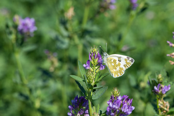 butterfly on flower