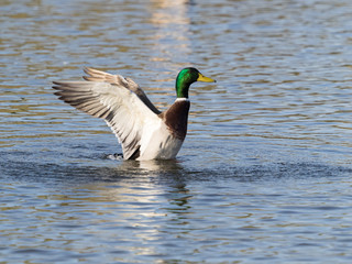 Pato con las alas extendidas . Anas platyrhynchos