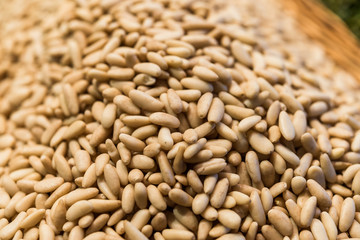 Close up of pine nuts at the farmers market stall