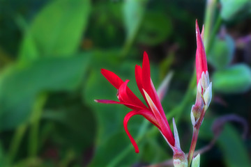 Red tropical flower
