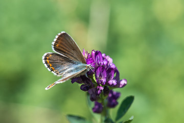 butterfly on flower