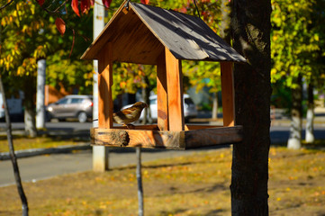 осенью в городском парке на дереве висит кормушка в которой кушают воробьи